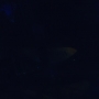 Euphoria206_1052.jpg